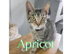 Adopt Apricot a Domestic Short Hair