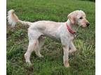 Adopt Fudley a Standard Poodle, Labrador Retriever