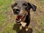Adopt ROCKIE a Black and Tan Coonhound, Mixed Breed