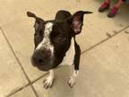 Adopt MILKWEED a Pit Bull Terrier, Mixed Breed