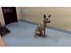 Adopt RAD DOG a German Shepherd Dog, Mixed Breed