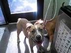 Adopt CHIEF a American Staffordshire Terrier, Mixed Breed