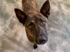 Adopt TRACK STAR a German Shepherd Dog, Mixed Breed
