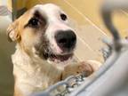 Adopt HOMER a Border Collie, Mixed Breed