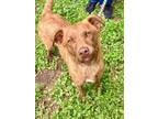 Adopt Hansel a Mountain Cur, Mixed Breed