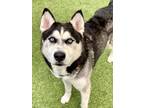 Adopt Clifton a Husky, Mixed Breed