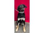 Adopt Lyle a Hound