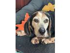 Adopt Bubba a Beagle, Basset Hound
