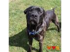 Adopt DEACON a Pit Bull Terrier, Rottweiler
