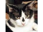 Adopt Kitty a Domestic Short Hair