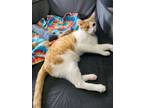 Adopt Samuel (24-551) a Tabby