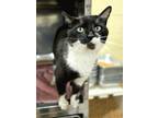 Adopt HIGGY a Domestic Short Hair