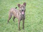 Adopt ACE a Plott Hound, Mixed Breed