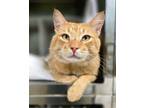 Adopt PAUL a Domestic Short Hair