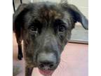 Adopt AERO a Mixed Breed