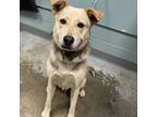Adopt Soldier Boy a German Shepherd Dog