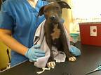 Adopt SKIDDIE a Pit Bull Terrier, Mixed Breed