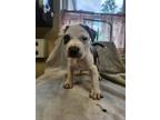 Adopt RYAN a Pit Bull Terrier, Mixed Breed