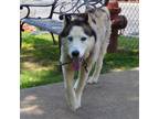 Adopt BALTO a Husky, Mixed Breed