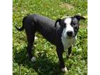 Adopt DOMINO a Pit Bull Terrier, Mixed Breed