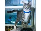 Adopt GRAY CAT a Domestic Short Hair