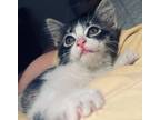 Adopt Terry a Domestic Short Hair