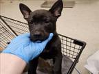 Adopt BLAZE a Dutch Shepherd