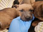 Adopt QUINCY a Dutch Shepherd