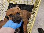 Adopt TANK a Dutch Shepherd