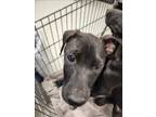 Adopt VALIN a Pit Bull Terrier, Mixed Breed