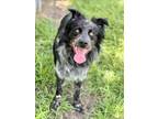 Adopt CAIN a Border Collie, Mixed Breed