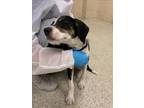 Adopt APOLLO a German Wirehaired Pointer