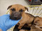 Adopt GENERAL a Dutch Shepherd