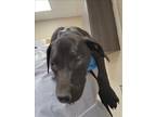 Adopt VENTUS a Pit Bull Terrier, Mixed Breed