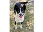 Adopt SHEP a Border Collie, Mixed Breed
