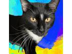 Adopt Oreo a Domestic Short Hair