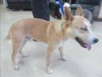 Adopt PIPPIN a Husky, Mixed Breed