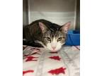 Adopt SEBASTIAN a Domestic Short Hair