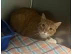 Adopt Chance a Domestic Short Hair