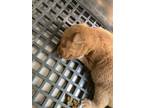 Adopt 2 a Black Mouth Cur, Mixed Breed