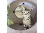 Adopt Whiskey a Domestic Short Hair, American Shorthair