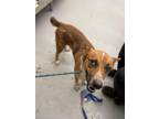 Adopt FIRECRACKER a Australian Cattle Dog / Blue Heeler, Mixed Breed