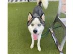 Adopt EZRYN a Husky