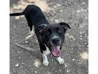 Adopt QUELLOS a Labrador Retriever, Border Collie