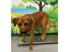 Adopt ADMIRAL a Plott Hound, Mixed Breed