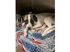 Adopt FRANKIE a Pit Bull Terrier, Mixed Breed