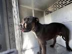 Adopt KENNEDY a Pit Bull Terrier, Mixed Breed