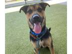 Adopt DAPPER DAN a German Shepherd Dog