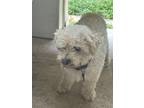 Adopt BUDDY a Poodle