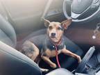 Adopt BOGUS BOGIE a Rat Terrier